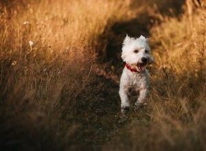 Répulsif naturel contre les moucherons pour chiens