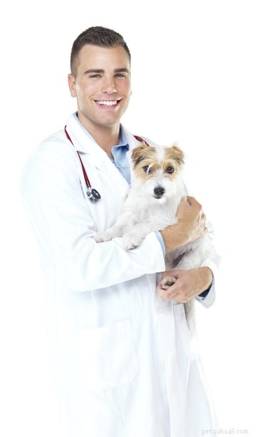 Effetti collaterali della ciclosporina per i cani
