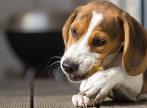 Pourquoi les os de poulet sont-ils mauvais pour les chiens ?