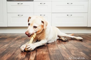 Por que os ossos de frango são ruins para os cães?