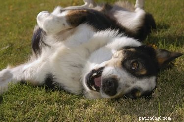 Какие симптомы испытывает собака после употребления удобрения?