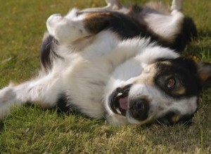 Quels sont les symptômes ressentis par un chien après avoir mangé de l engrais ?