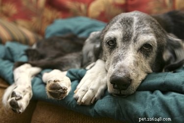 Efeitos colaterais de prednisona veterinários para cães