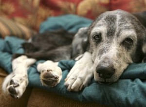 Veterináři Nežádoucí účinky prednisonu pro psy