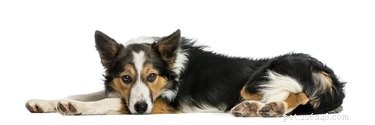 Nežádoucí účinky diazepamu u psů