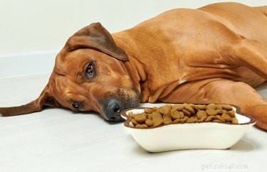 Bijwerkingen van cefpodoxime proxetil voor honden