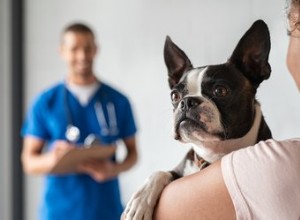 Effets secondaires du cefpodoxime proxétil pour chiens