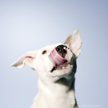犬の口の中のバクテリアの種類 