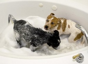 Alternatives aux stéroïdes pour chiens