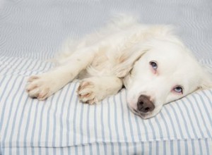 犬がネズミから捕まえることができる病気 