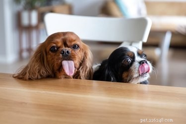 Sintomas de alergia a saliva de cachorro