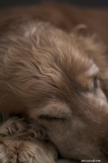 Побочные эффекты клиндамицина у собак