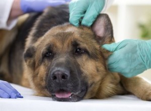 Signe qu un chien a une commotion cérébrale