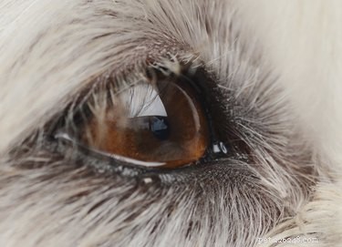 Mucus oculaire croustillant chez le chien