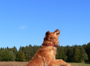 犬の捻挫の症状 