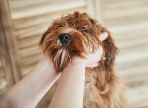 Tumeurs dures chez le chien