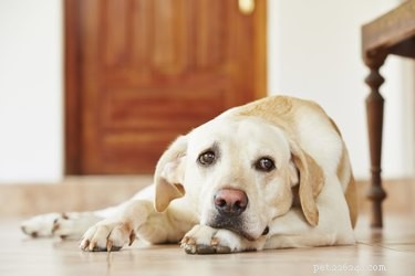 Os efeitos colaterais da ciprofloxacina para cães