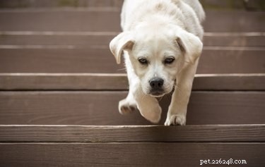 Sintomas de um cachorro que caiu da escada