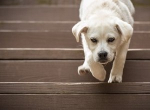 Sintomi di un cane caduto dalle scale