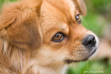 Hoe honden te doseren met Cephalexin