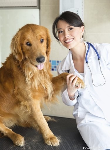 Použití metronidazolu u psů