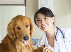 Utilisation du métronidazole chez le chien