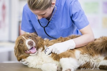 獣医が犬のパルボをチェックする方法 