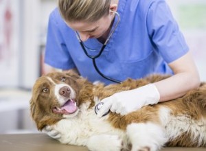 Jak veterináři kontrolují výskyt Parvo u psů