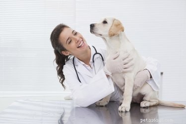 Příznaky nádorů žírných buněk u psů