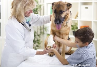 Prognosi del cancro dei mastociti nei cani