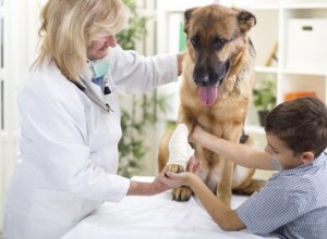 Pronostic du cancer des mastocytes chez le chien