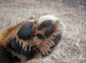 Les chiens et la goutte