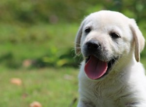 Qu est-ce qu un rythme cardiaque normal chez un chiot ?