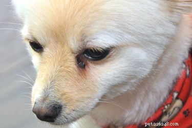 Como cuidar de uma contusão ocular em um cão