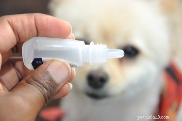 Como cuidar de uma contusão ocular em um cão