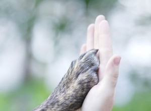 Pulses aux pieds chez un chien