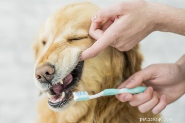 獣医のいない犬の歯から歯石をきれいにする方法 