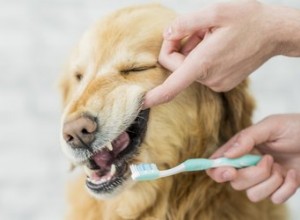 Comment nettoyer le tartre des dents d un chien sans vétérinaire