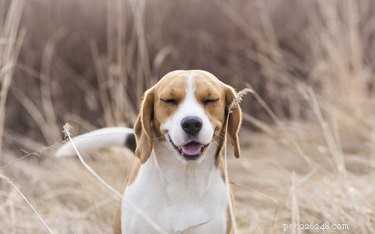 Como parar o espirro reverso em cães