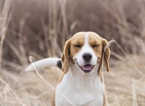 犬の逆くしゃみを止める方法 