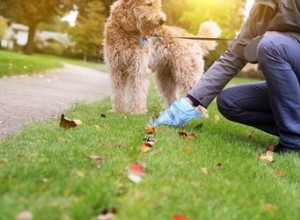 Types de vers dans le caca de chien