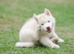 犬の黒いかゆみを伴う皮膚を癒す方法 