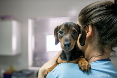 Bijwerkingen van levothyroxine bij honden