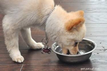 Hemgjord munvatten för hundar