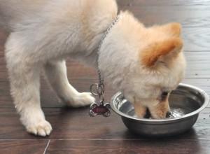 犬のための自家製うがい薬 