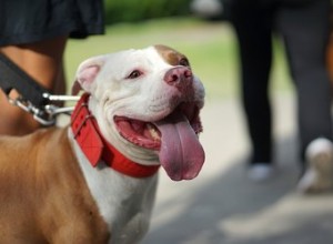 Pourquoi le nez de mon chien change-t-il de couleur ?