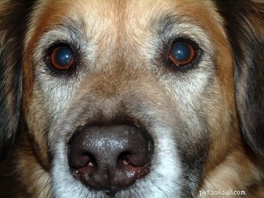 Symptomen van Gopher-gif bij honden