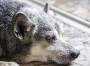 犬の腫瘍の兆候 