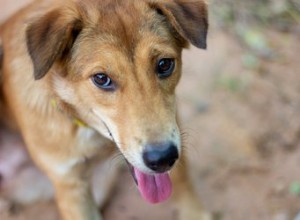 Mucus dans l urine d un chien