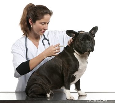 Welk lichaamsdeel moet hondenvaccins worden toegediend?